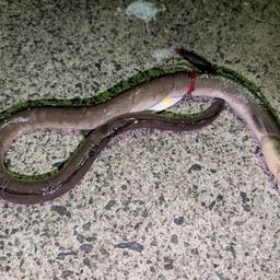 ホタテウミヘビ