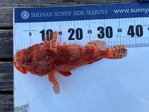 オニカサゴの釣果