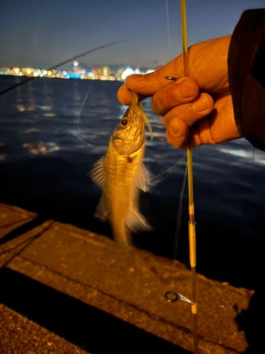 セイゴ（マルスズキ）の釣果