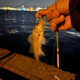 セイゴ（マルスズキ）