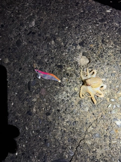 タコの釣果