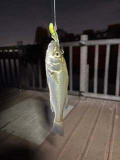 セイゴ（マルスズキ）の釣果