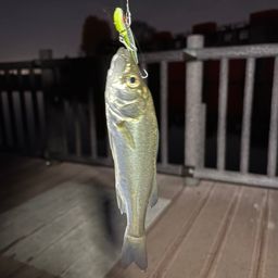 セイゴ（マルスズキ）