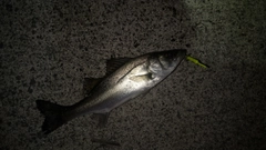 セイゴ（ヒラスズキ）の釣果