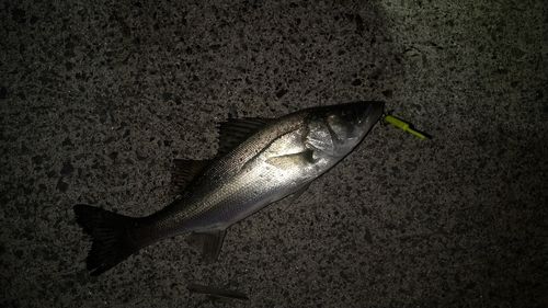 セイゴ（ヒラスズキ）の釣果