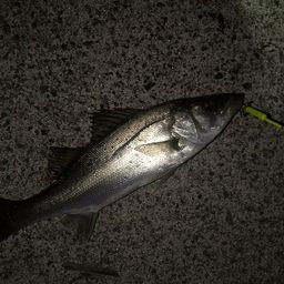 セイゴ（ヒラスズキ）