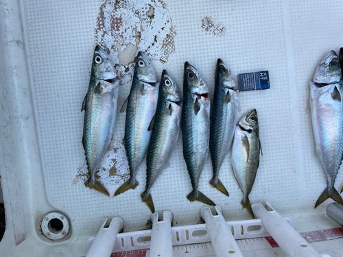 サバの釣果