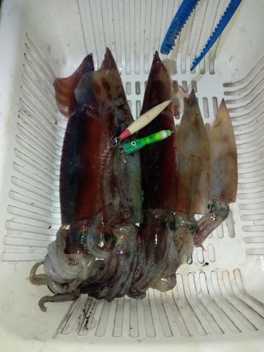 スルメイカの釣果