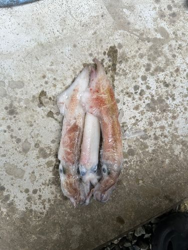 三陸海岸（岩手）