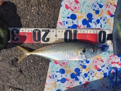 マアジの釣果