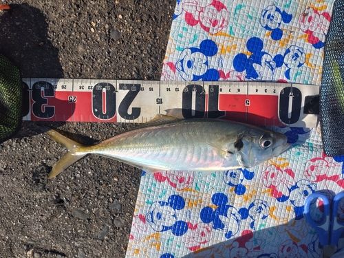 マアジの釣果