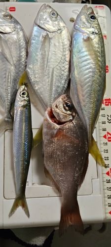 ウルメイワシの釣果