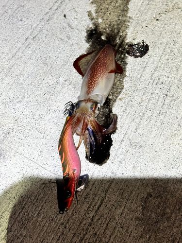 ケンサキイカの釣果