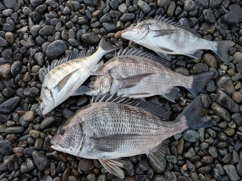 クロダイの釣果