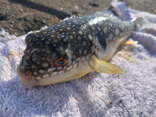 コモンフグの釣果