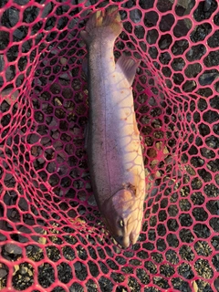 レインボートラウトの釣果