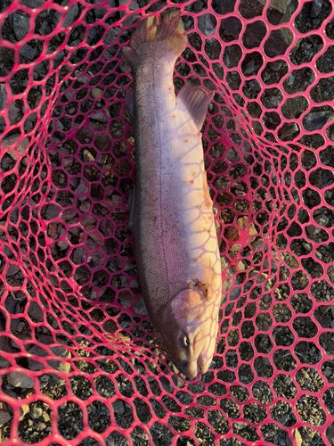 加賀フィッシングエリア