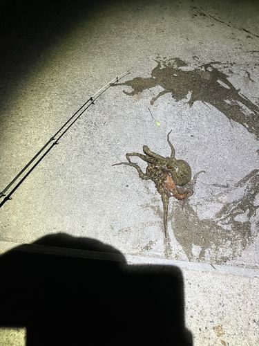 タコの釣果
