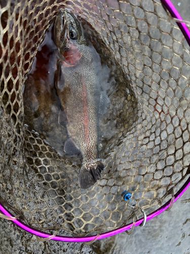 ニジマスの釣果