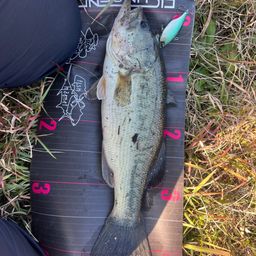 ラージマウスバス