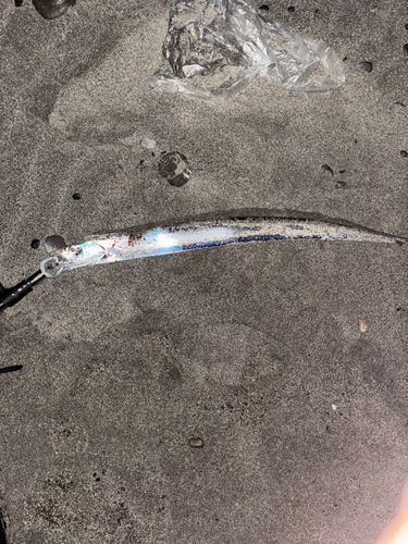 タチウオの釣果