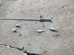 ゴマサバの釣果