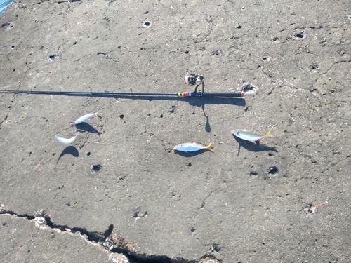 ゴマサバの釣果