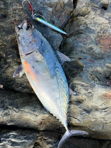 スマガツオの釣果