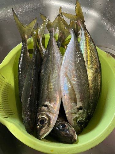 アジの釣果