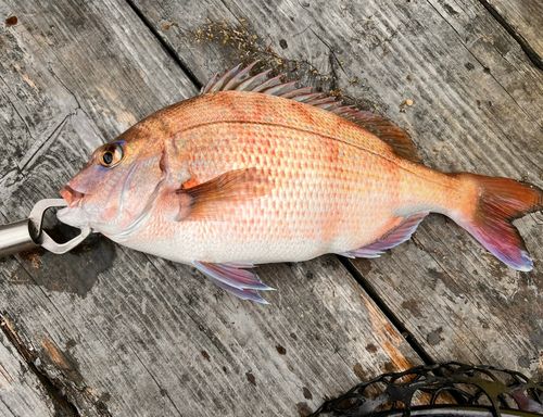 マダイの釣果