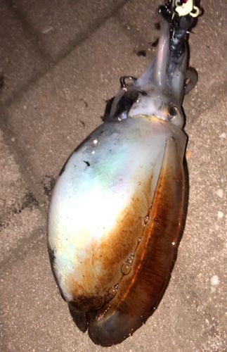 東京湾（アクアライン〜富津）