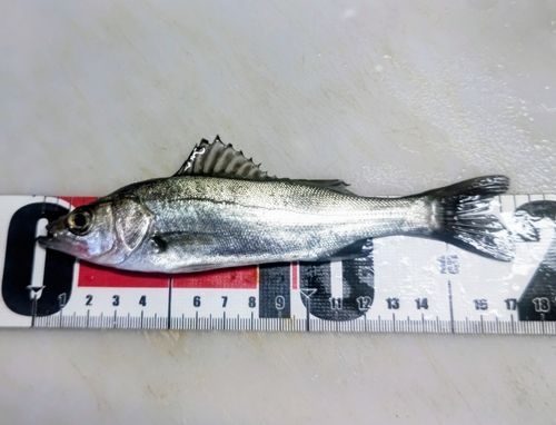 セイゴ（マルスズキ）の釣果