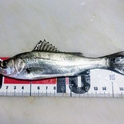 セイゴ（マルスズキ）