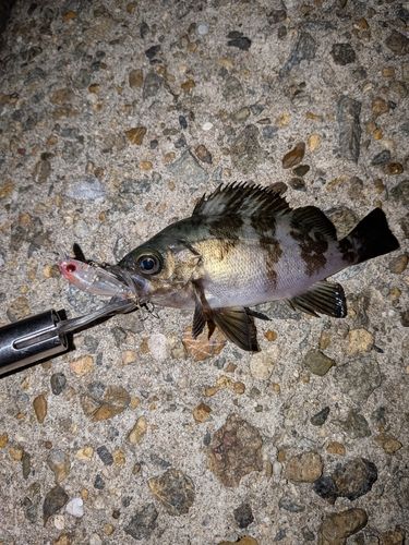 メバルの釣果