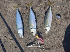 マアジの釣果