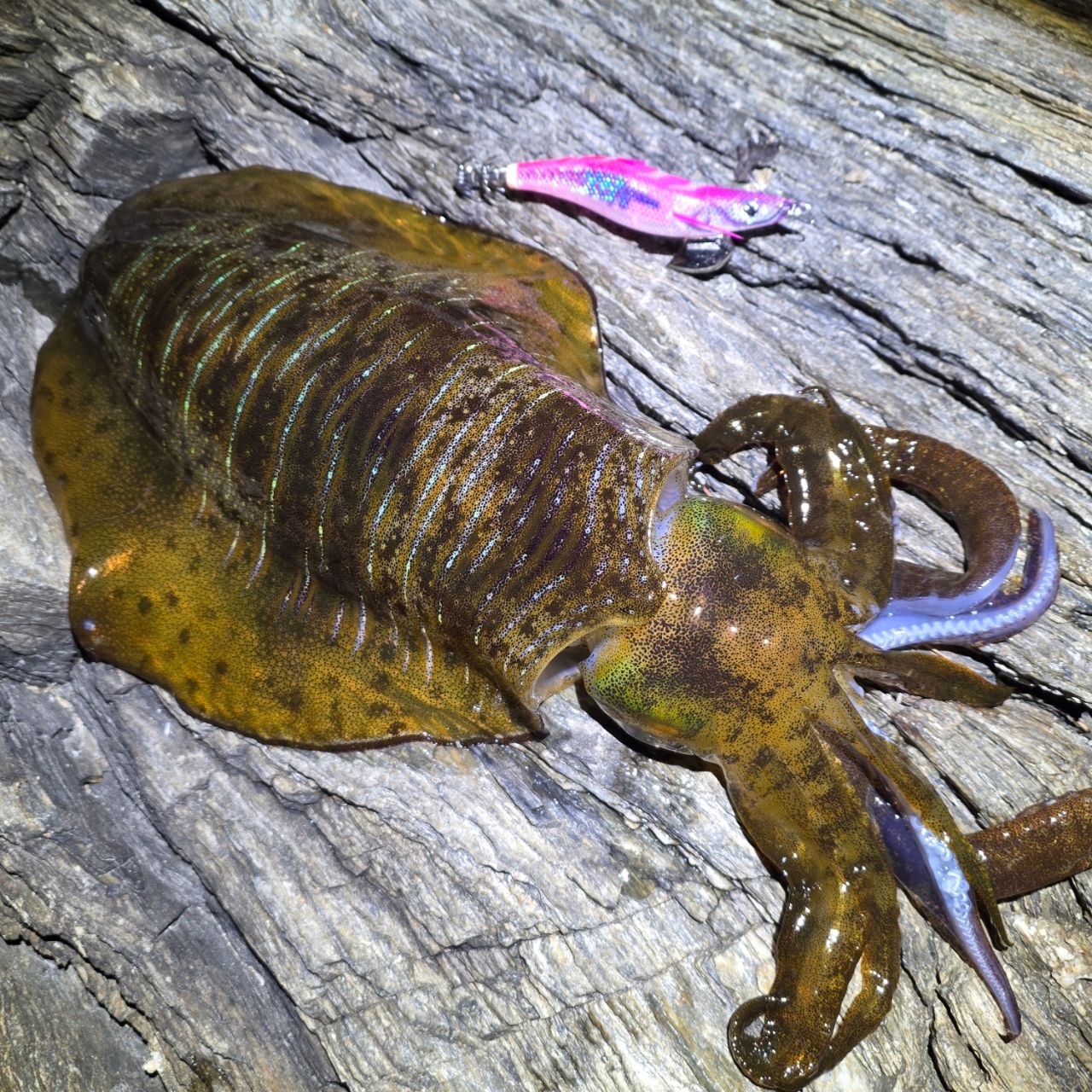 Gamakatsu 23ラグゼ EG X アルティメイト S86M-solidの最安値