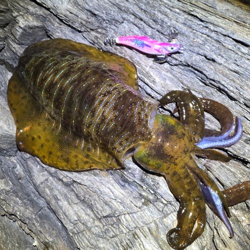 アオリイカの釣果