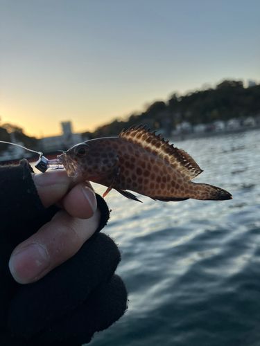 オオモンハタの釣果