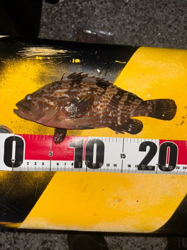 キジハタの釣果