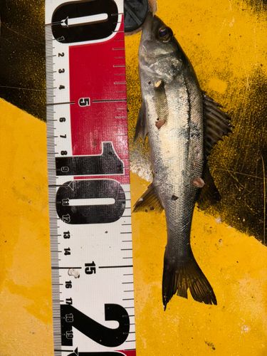 セイゴ（ヒラスズキ）の釣果