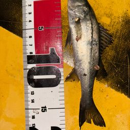 セイゴ（ヒラスズキ）