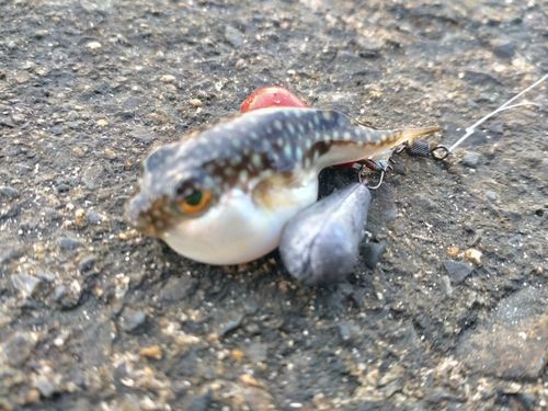 クサフグの釣果