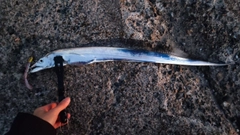 タチウオの釣果