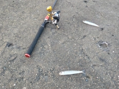 ウルメイワシの釣果