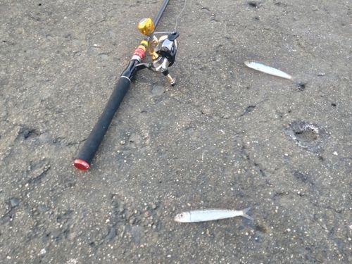 ウルメイワシの釣果