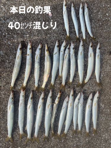 カマスの釣果