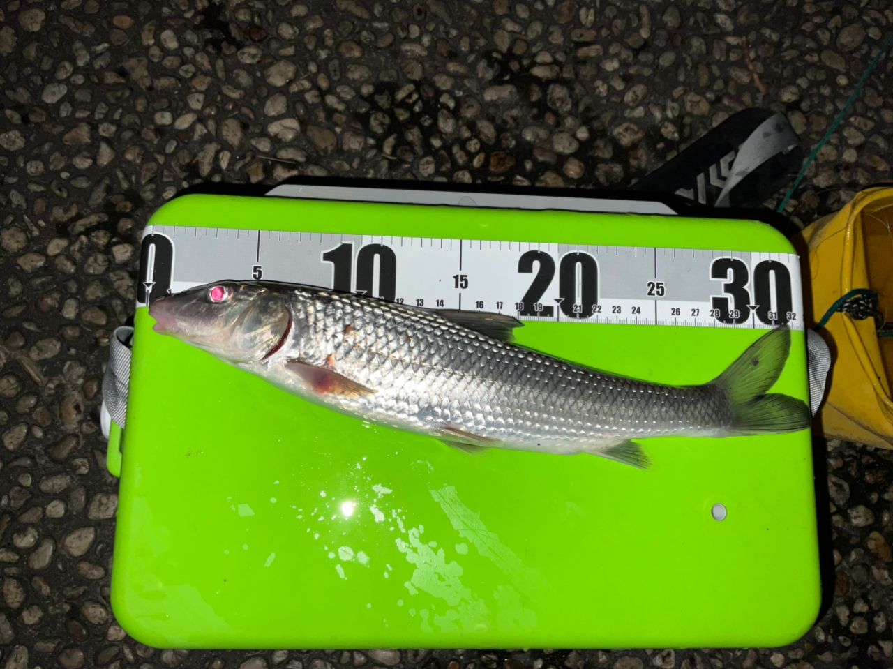 SHIMANO ディアルーナ MB S900ML-4の最安値・インプレ・釣果 | 本音の