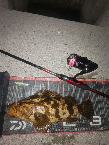 タケノコメバルの釣果