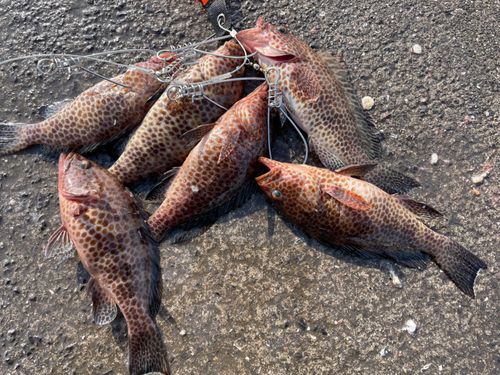 オオモンハタの釣果