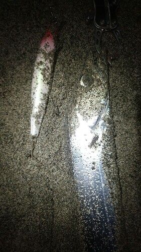 タチウオの釣果